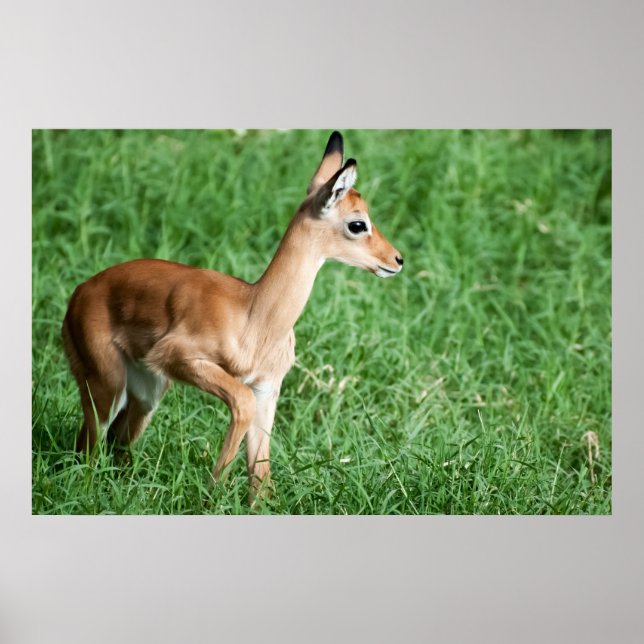 Póster Impala bebé en hierba verde (Frente)