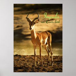 Póster Impala de la vida silvestre africana en un lecho f