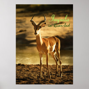 Póster Impala de la vida silvestre africana en un lecho f