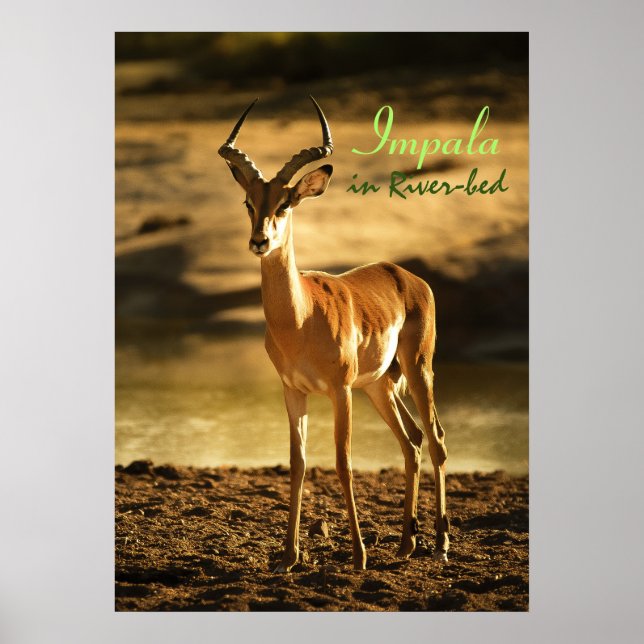 Póster Impala de la vida silvestre africana en un lecho f (Frente)