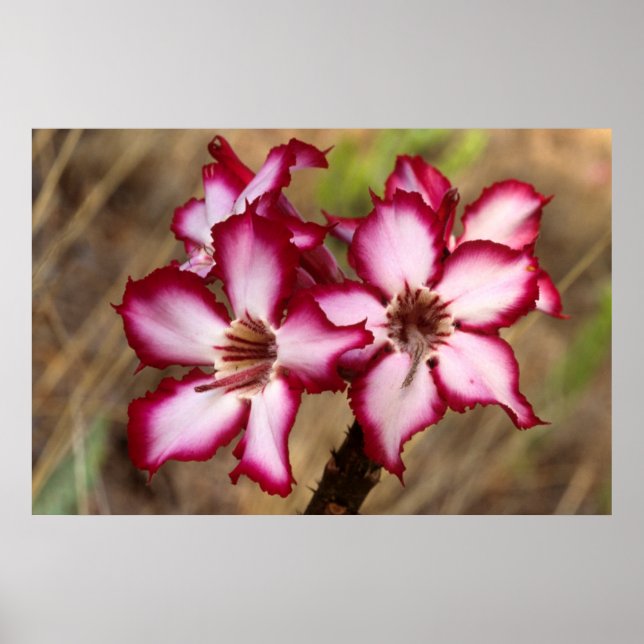 Póster Impala Lily (Adenium Multiflorum), Kruger (Frente)