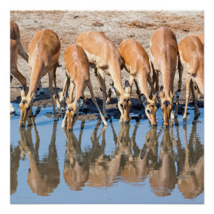 Póster Impalas en el agujero de agua
