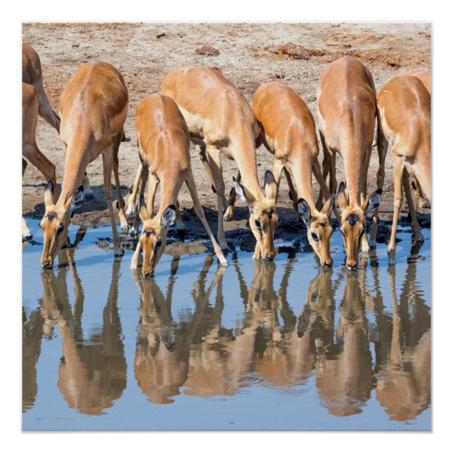 Póster Impalas en el agujero de agua (Anverso)