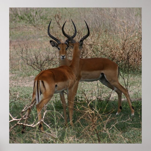 Póster Impalas en el Serengeti - Imprimir (Frente)