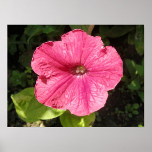 Póster Impatiens Dark Pink Print