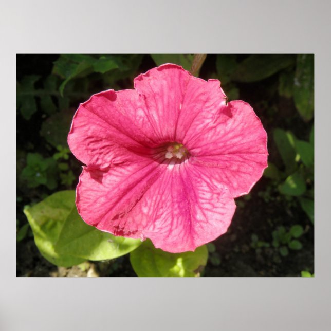 Póster Impatiens Dark Pink Print (Frente)