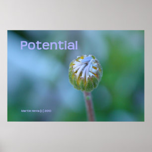 Póster Impresión/Poster de foto de Blue Daisy Bud - "Pote