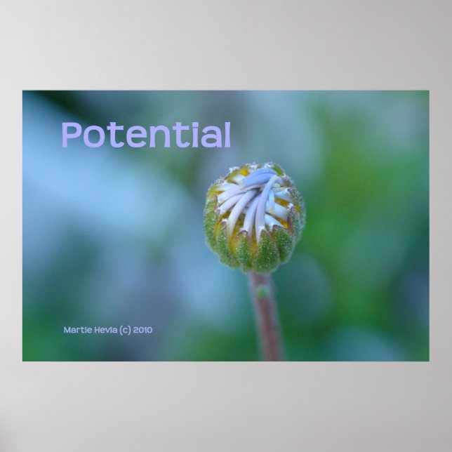 Póster Impresión/Poster de foto de Blue Daisy Bud - "Pote (Frente)