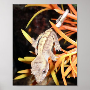 Póster Impresión/Poster de geckos de bebé en reposo