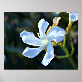 Póster Impresión/Poster de pared de flores de oleander bl