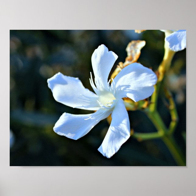 Póster Impresión/Poster de pared de flores de oleander bl (Frente)