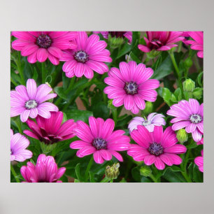 Póster Impresión/poster del geranio de Cranesbill (flores