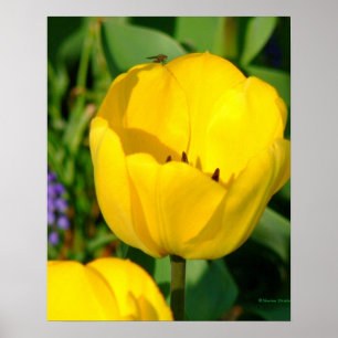 Póster impresión, TULIPANES AMARILLOS,JACINTOS PURPURA,FO