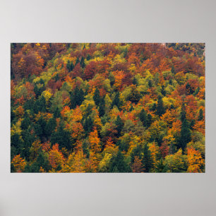 Póster Impresionante bosque otoñal