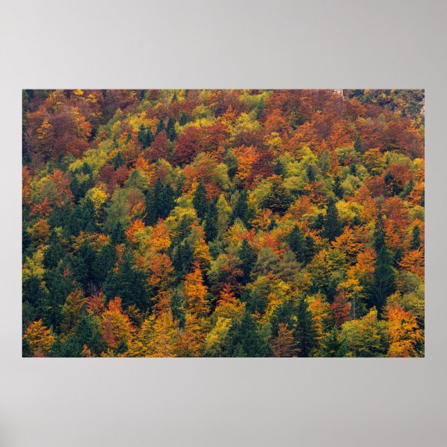 Póster Impresionante bosque otoñal (Frente)