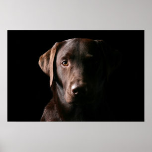 Póster Impresionante chocolate labrador