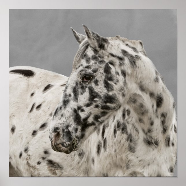 Póster Impresionante gelatina appaloosa (Frente)