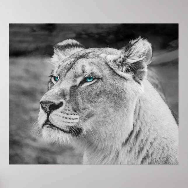 Póster Impresionante leona con ojos azules (Frente)