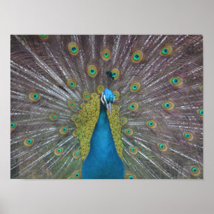 Póster Impresionante pavo real
