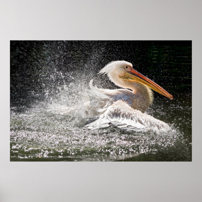 Póster Impresionante pelícano en el agua (Frente)