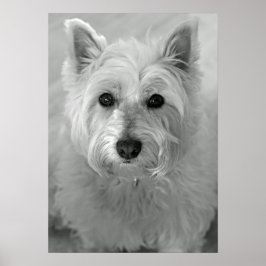 Póster Impresionante Poster de Perro Terrier (Westie) de 