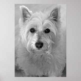 Póster Impresionante Poster de Perro Terrier (Westie) de 