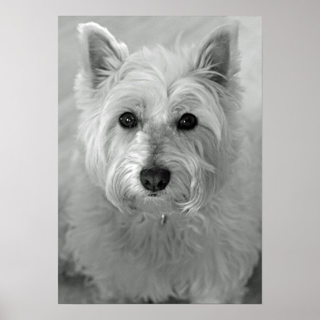Póster Impresionante Poster de Perro Terrier (Westie) de  (Frente)