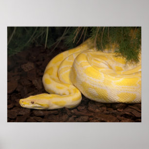 Póster Impresionante Python birmano amarillo