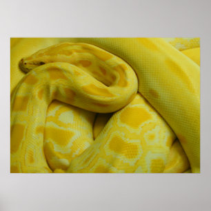 Póster Impresionante Python birmano amarillo