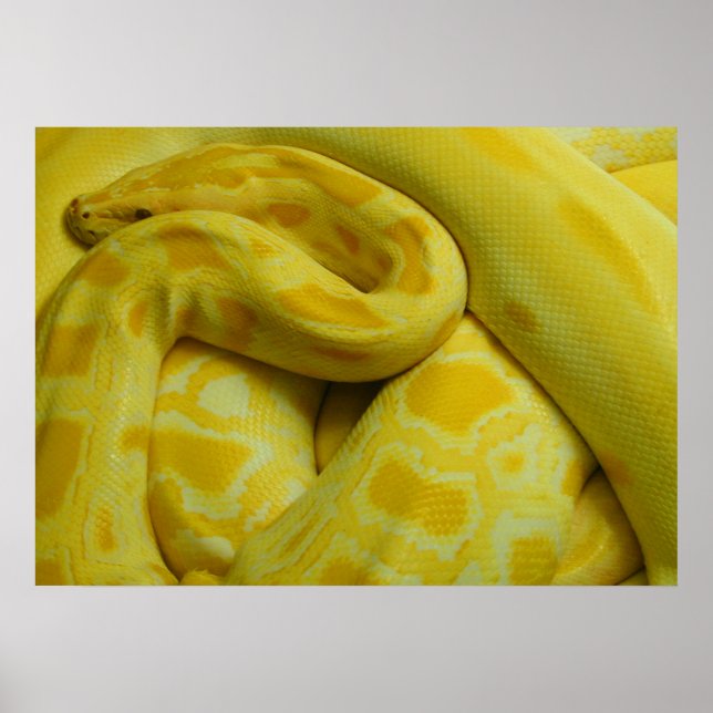 Póster Impresionante Python birmano amarillo (Frente)