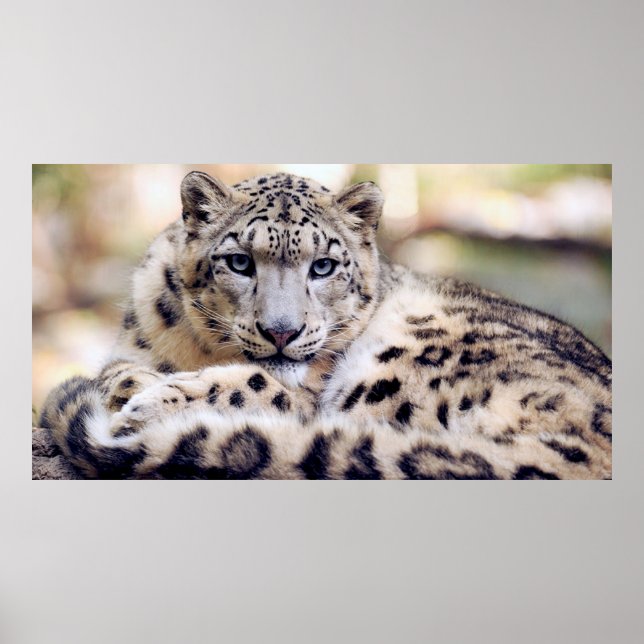 Póster Impresionante retrato de leopardo de las nieves (Frente)