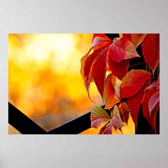 Póster Impresionantes hojas de vid rojas en el jardín de  (Frente)