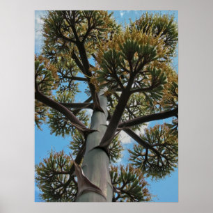 Póster Imprimir: Agave