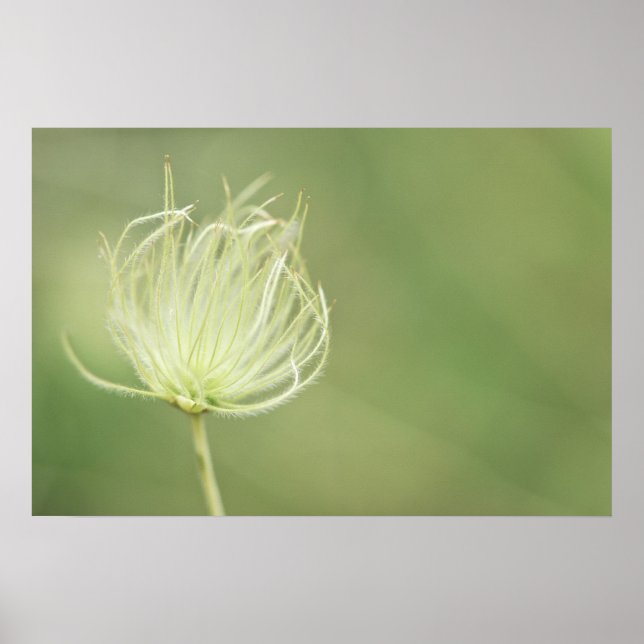 Póster Imprimir: Apache Plume (Frente)