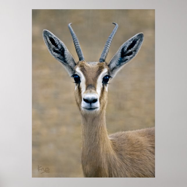 Póster Imprimir Ariel (Frente)
