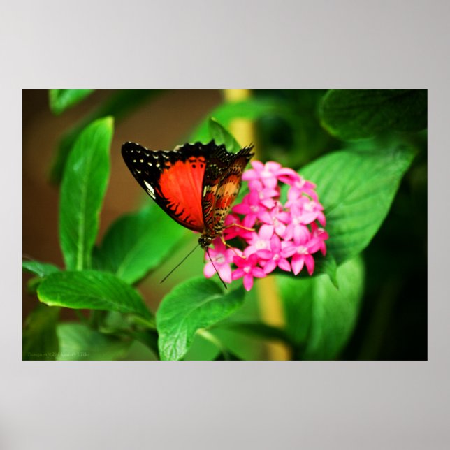 Póster Imprimir biblis de Cethosia (Frente)