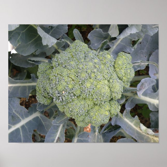Póster Imprimir brócoli (Frente)