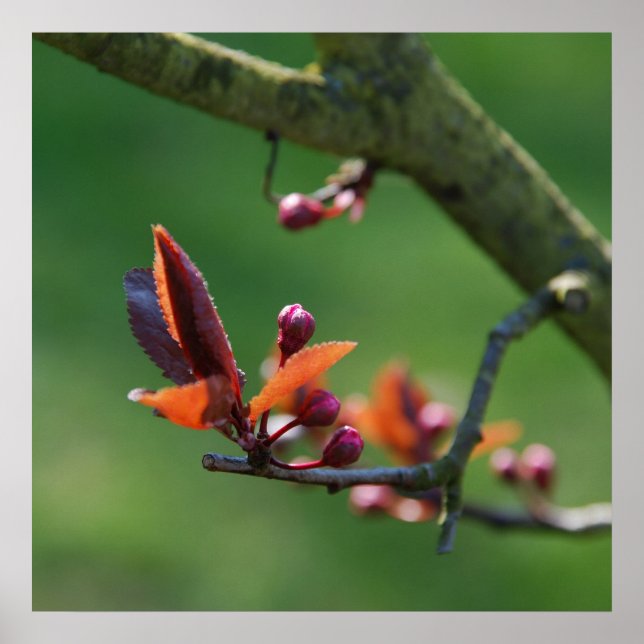 Póster Imprimir canvas de primavera (Frente)