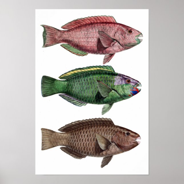 Póster Imprimir "Chlorurus Troschelii" (Frente)