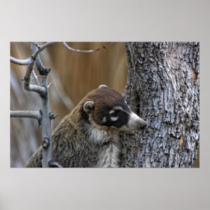 Póster Imprimir: Coatimundi #2