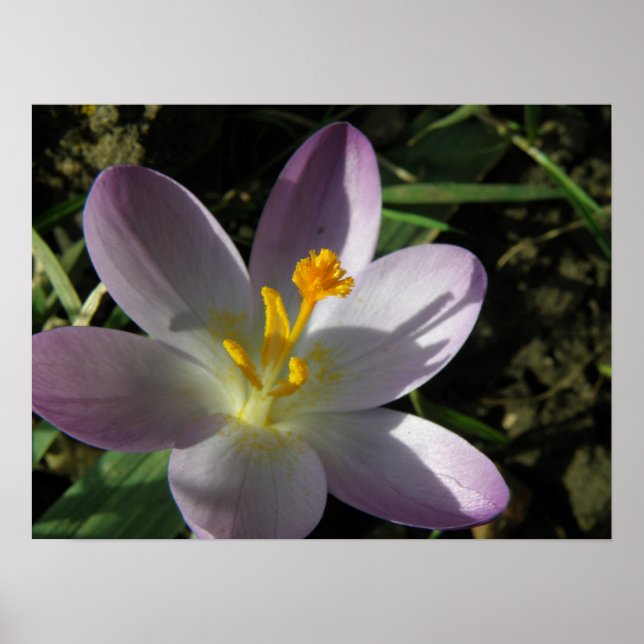 Póster Imprimir crocus (Frente)