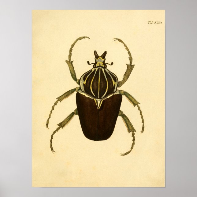 Póster Imprimir "Entomologie I" (Frente)