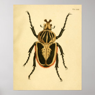 Póster Imprimir "Entomologie II"