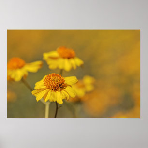 Póster Imprimir: Flores de Brittlebush