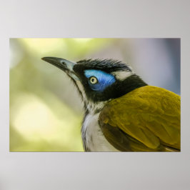Póster Imprimir: Honeyeater de cara azul #1