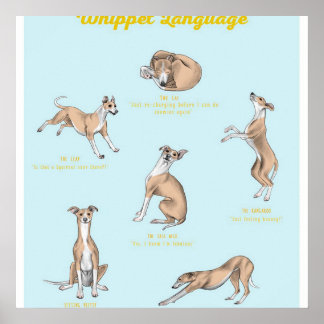 Póster Imprimir lenguaje de Whippet | Lienzo de Whippet