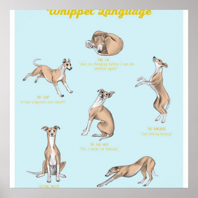 Póster Imprimir lenguaje de Whippet | Lienzo de Whippet (Frente)