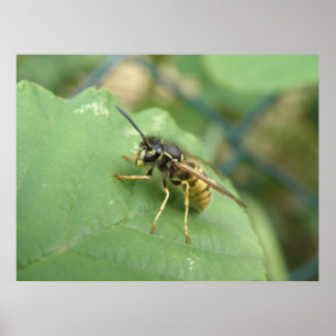 Póster Imprimir macro de sobrevuelo