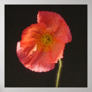 Póster Imprimir mate - Cerrar flor