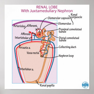 Póster Imprimir, papel Poster de valor (mate)
